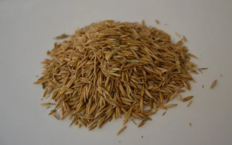 Avena - 25 Kg