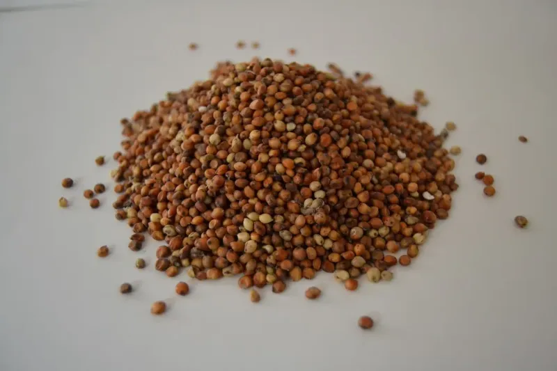 Sorgo - 1 Kg